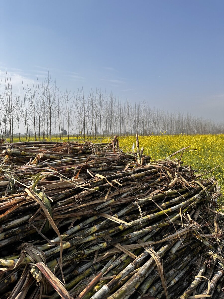 Fresh sugarcane harvest at Gudluu farm in Bijnor